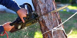 Reliable Tyhee, ID Tree Services Solutions