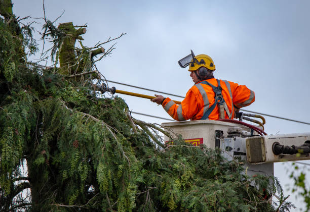 Tree and Shrub Care in Tyhee, ID